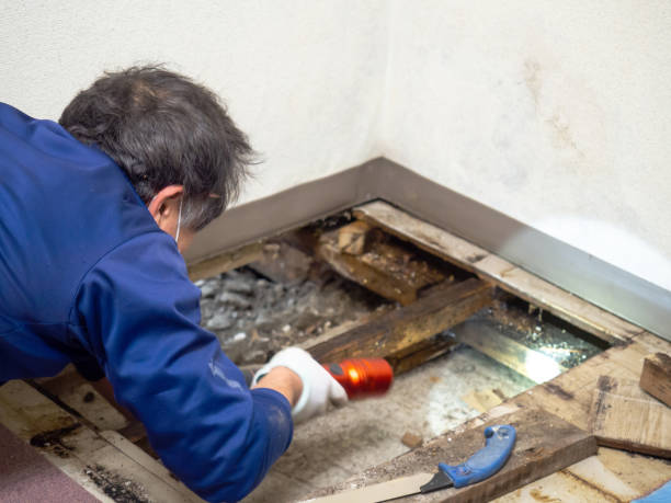 Best Post-Flood Mold Remediation in St Albans, WV