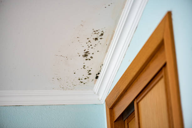 Best Mold Remediation for Schools in St Albans, WV
