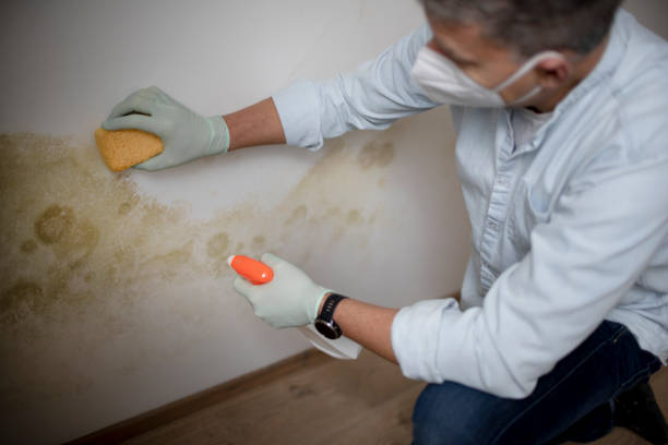 Best Industrial Mold Remediation in St Albans, WV